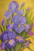 Bearded Iris